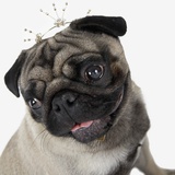Pug Wearing Tiara