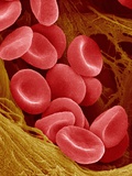 Human Red Blood Cells