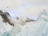 Buy Gulls Flying Above Stranded Icebergs at Boothe Island at AllPosters.com