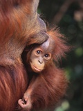 Orangutan Kissing Baby Fotografie-Druck