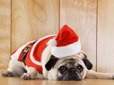 Buy Dog in Santa Suit at AllPosters.com