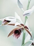 Buy Orchid at AllPosters.com