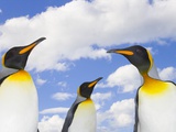 King Penguins