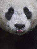 Giant Panda