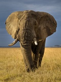 Buy African Elephant at AllPosters.com
