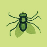 House Fly