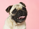 Pug