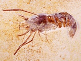 Buy Crustacean Fossil from Solnhofen Limestone Formation at AllPosters.com