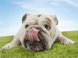 Bulldog Lying on Grass Licking Lips