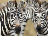 Zebras in Masai Mara National Reserve