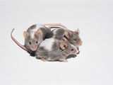 Three mice huddled together