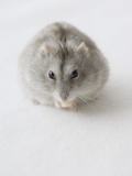 Hamster Eating Cheese