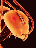 Buy Head of an Ant at AllPosters.com