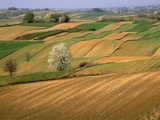 Agricultural Fields on Farm