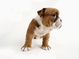 Bulldog Puppy
