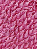 Rat Tongue
