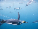 King Penguins Underwater
