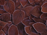 Frost-Edged Leaves