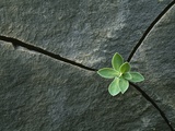 Plant Growing in Cracked Boulder