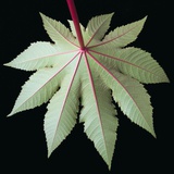Leaf and Stem