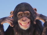 Chimpanzee