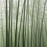 Chinese Bamboo Forest