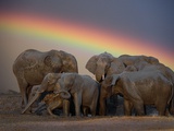 Elephants Taking Mud Bath