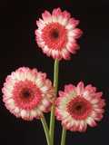 Three Gerbera Daisies on Dark Background