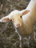 Baby Lamb
