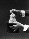 1930s Magician Hands Pulling Rabbit Out Of Top Hat