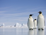 Buy Emperor Penguins in Antarctica at AllPosters.com