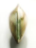 Raw New Zeland Mussel