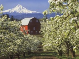 Barn in Orchard Below Mt. Hood
