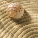 Still life of seashell and sand