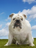 Bulldog
