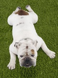 Bulldog Lying on Grass