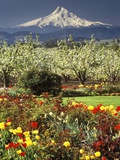 Tulips and Pear Orchard Below Mt. Hood