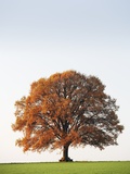 Oak Tree in Meadow