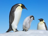 Buy Emperor penguin parents with chick at AllPosters.com