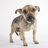 Puppy snarling
