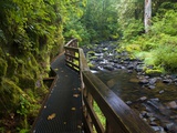 Wet trail along Sweet Creek near Florence on the Oregon Coast Photographic Print
