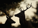 Pair of Red Deer Stags