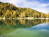 Larch Trees on Lake Seebensee