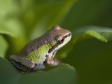 Buy Pacific Treefrog (Hyla regilla), British Columbia. at AllPosters.com