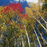 Colorful trees in autumn at Acadia National Park