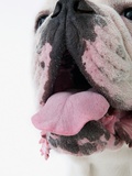 Bulldog sticking out tongue
