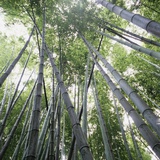 Bamboo Forest