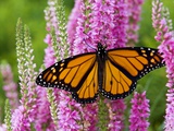 Buy Monarch Butterfly (Danaus Plexippus) Nectaring on Speedwell Plant (Veronica Officinalis) in Flower at AllPosters.com