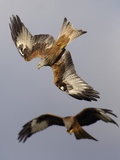 Pair of Red Kite in Flight