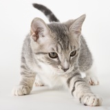 Gray kitten pawing